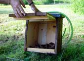 Eulen polstern das Nest nicht mit Material aus, deshalb wird etwas Erde und Laub hinein gelegt.